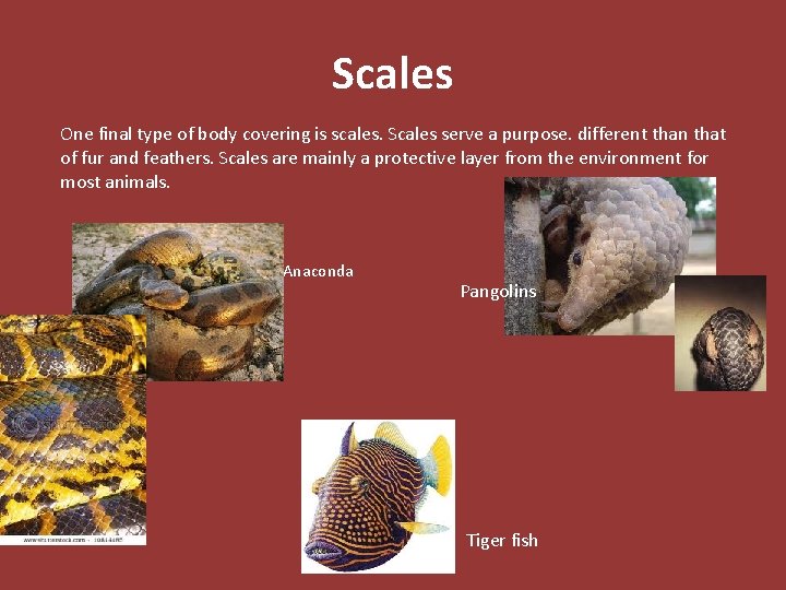 Scales One final type of body covering is scales. Scales serve a purpose. different