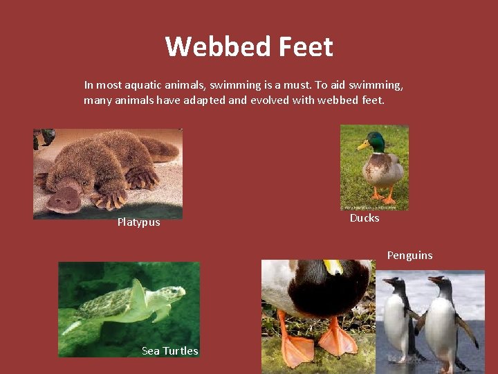 Webbed Feet In most aquatic animals, swimming is a must. To aid swimming, many