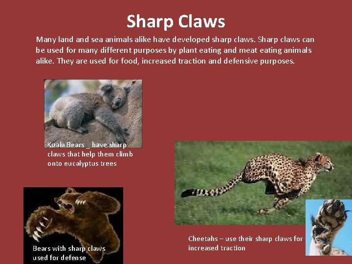 Sharp Claws Many land sea animals alike have developed sharp claws. Sharp claws can