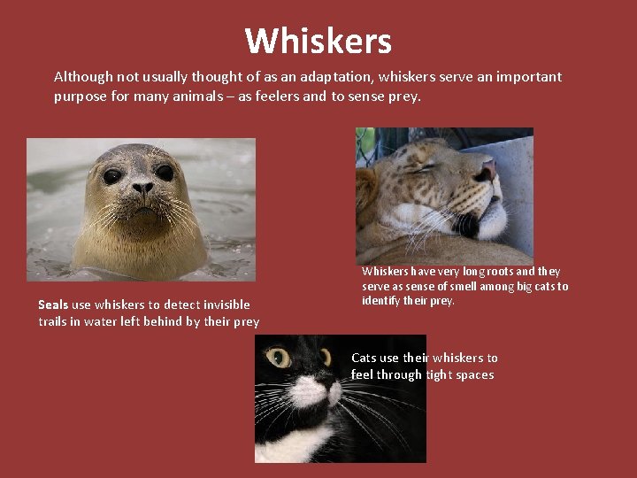 Whiskers Although not usually thought of as an adaptation, whiskers serve an important purpose