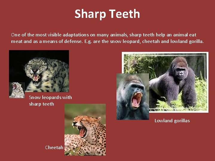 Sharp Teeth One of the most visible adaptations on many animals, sharp teeth help