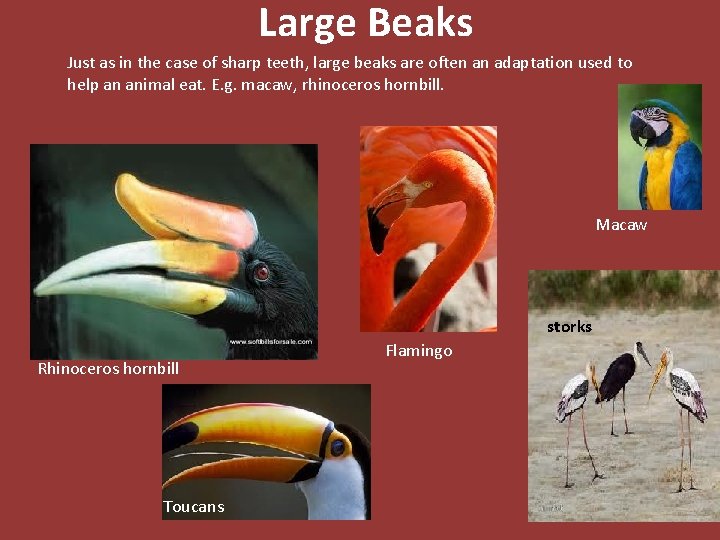Large Beaks Just as in the case of sharp teeth, large beaks are often