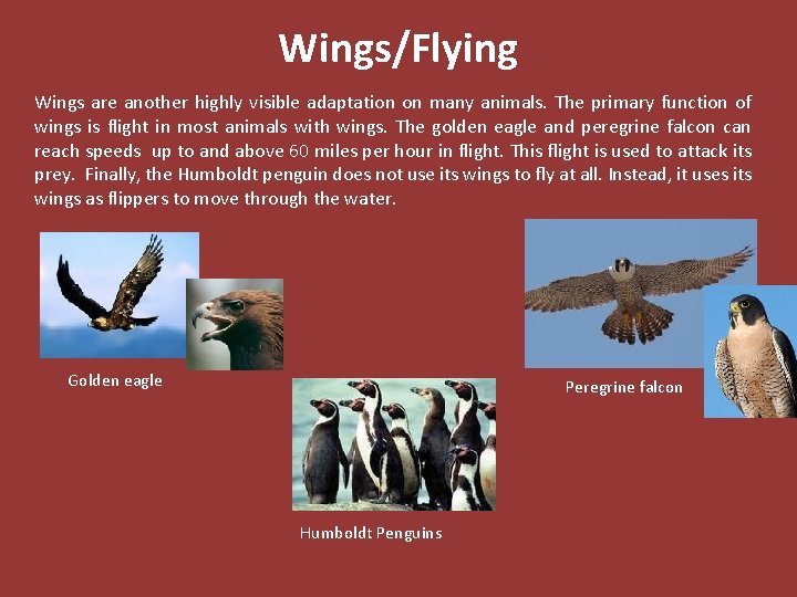 Wings/Flying Wings are another highly visible adaptation on many animals. The primary function of