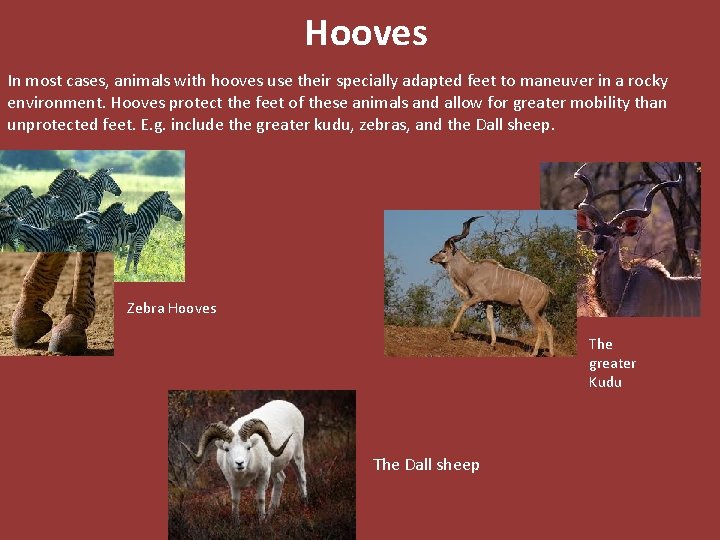 Hooves In most cases, animals with hooves use their specially adapted feet to maneuver