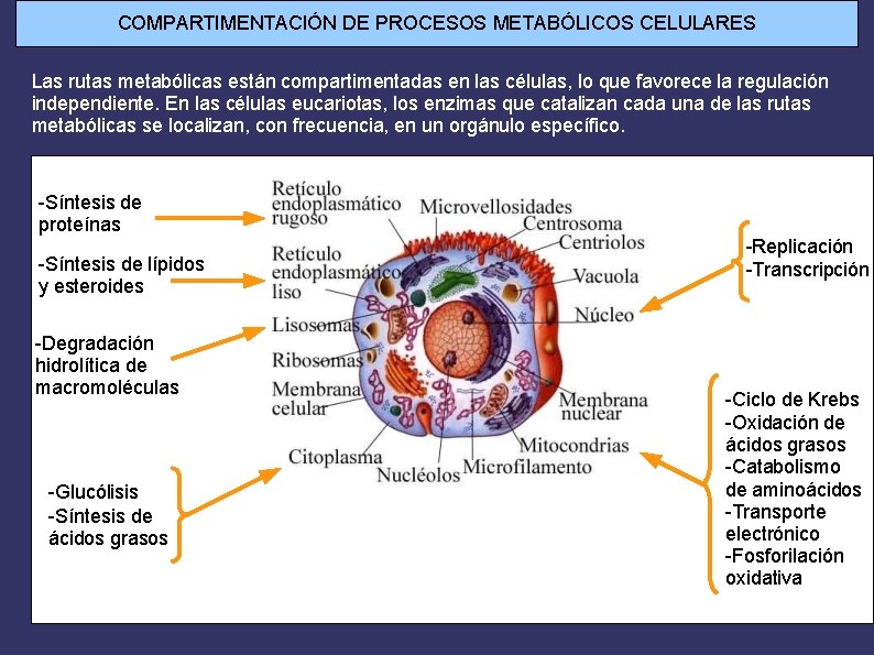 COMPARTIMENTACIÓN DE PROCESOS METABÓLICOS CELULARES Las rutas metabólicas están compartimentadas en las células, lo