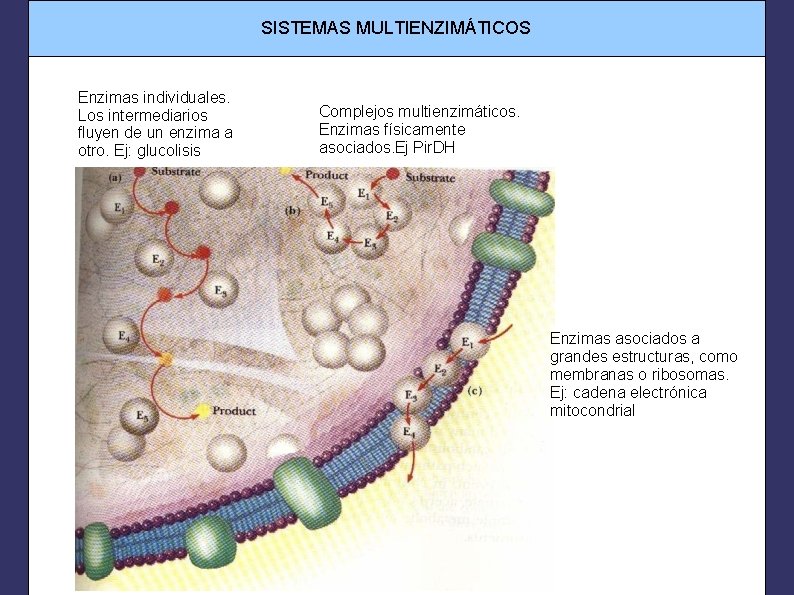 SISTEMAS MULTIENZIMÁTICOS Enzimas individuales. Los intermediarios fluyen de un enzima a otro. Ej: glucolisis