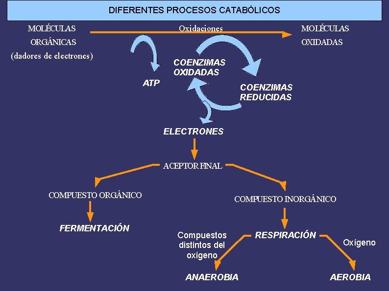 DIFERENTES PROCESOS CATABÓLICOS MOLÉCULAS Oxidaciones MOLÉCULAS ORGÁNICAS OXIDADAS (dadores de electrones) COENZIMAS OXIDADAS ATP