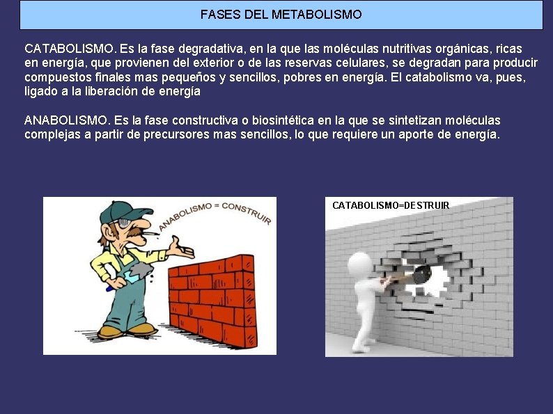 FASES DEL METABOLISMO CATABOLISMO. Es la fase degradativa, en la que las moléculas nutritivas