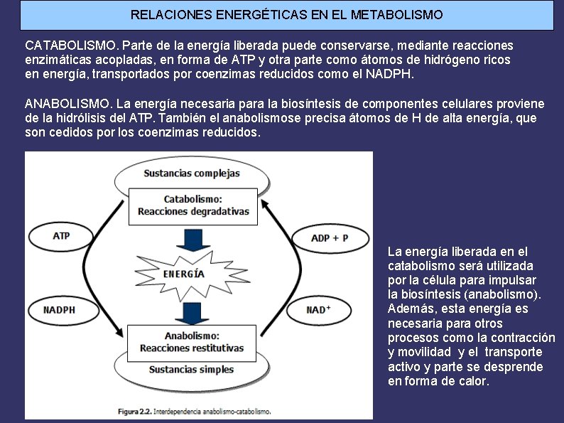 RELACIONES ENERGÉTICAS EN EL METABOLISMO CATABOLISMO. Parte de la energía liberada puede conservarse, mediante