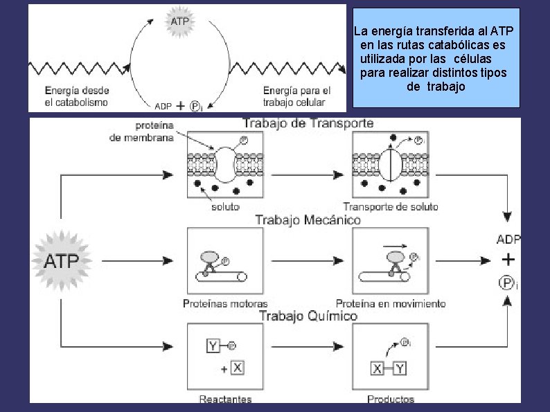 La energía transferida al ATP en las rutas catabólicas es utilizada por las células