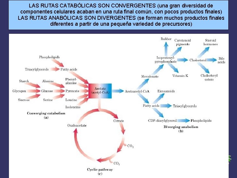 LAS RUTAS CATABÓLICAS SON CONVERGENTES (una gran diversidad de componentes celulares acaban en una