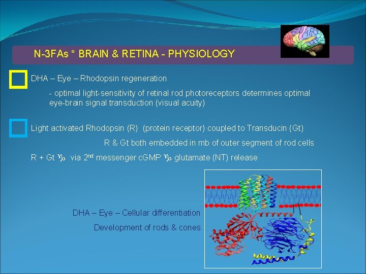 N-3 FAs * BRAIN & RETINA - PHYSIOLOGY DHA – Eye – Rhodopsin regeneration
