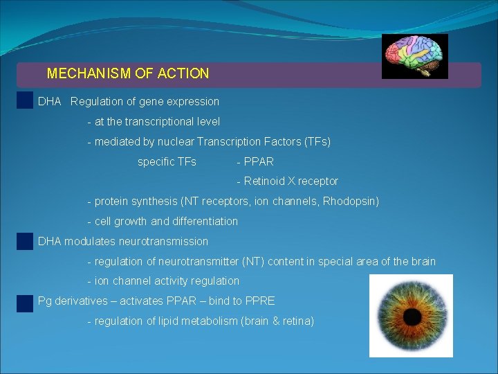 MECHANISM OF ACTION DHA Regulation of gene expression - at the transcriptional level -