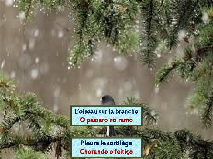 L’oiseau sur la branche O passaro no ramo Pleure le sortilège Chorando o feitiço