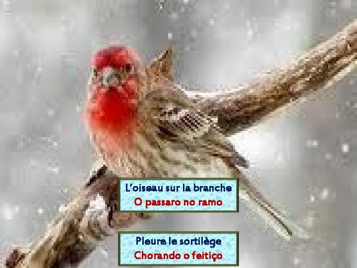 L’oiseau sur la branche O passaro no ramo Pleure le sortilège Chorando o feitiço