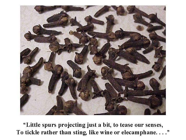 “Little spurs projecting just a bit, to tease our senses, To tickle rather than