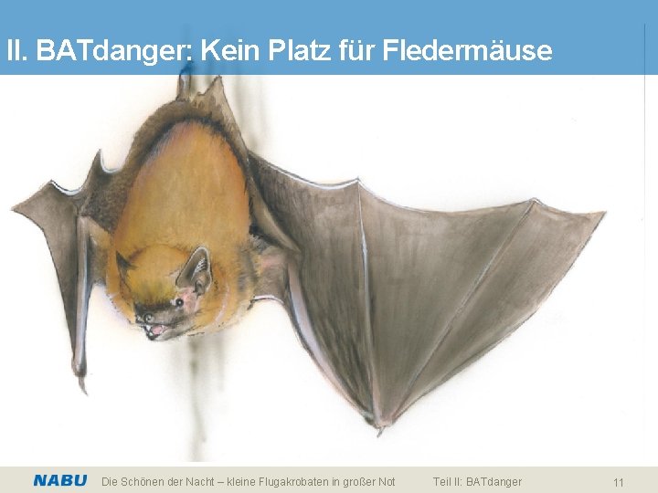 II. BATdanger: Kein Platz für Fledermäuse Die Schönen der Nacht – kleine Flugakrobaten in