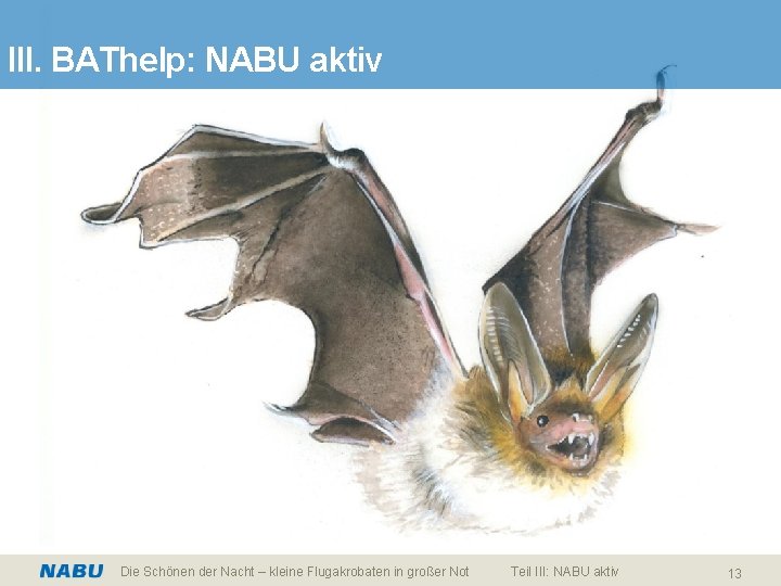 III. BAThelp: NABU aktiv Die Schönen der Nacht – kleine Flugakrobaten in großer Not
