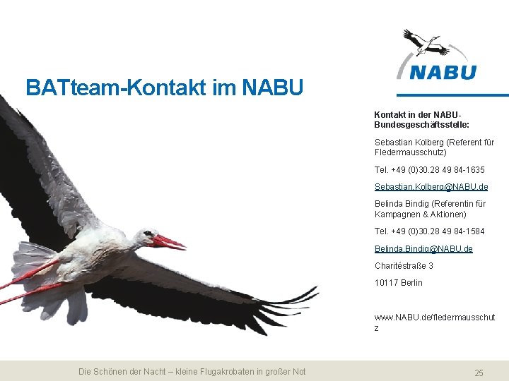 BATteam-Kontakt im NABU Kontakt in der NABUBundesgeschäftsstelle: Sebastian Kolberg (Referent für Fledermausschutz) Tel. +49