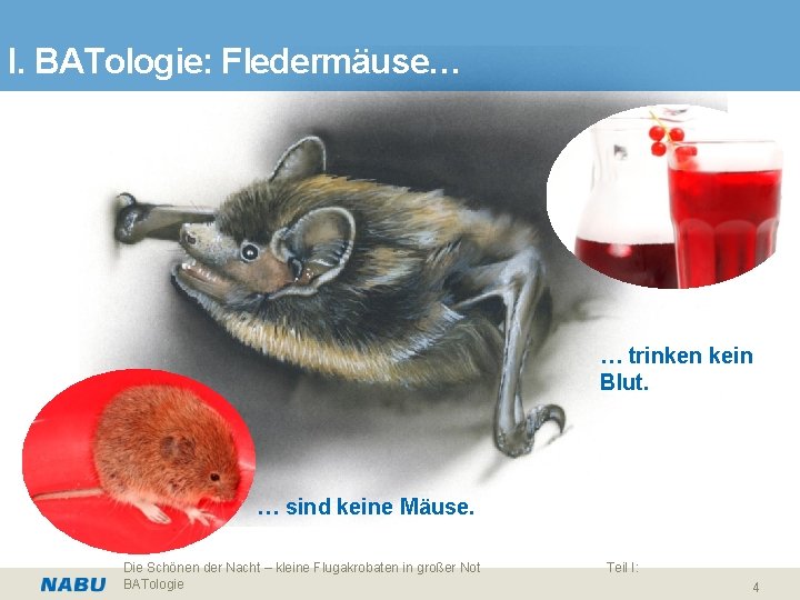 I. BATologie: Fledermäuse… … trinken kein Blut. … sind keine Mäuse. Die Schönen der