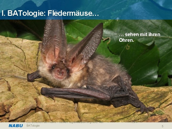 I. BATologie: Fledermäuse… … sehen mit ihren Ohren. Die Schönen der Nacht – kleine