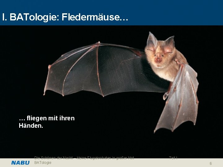 I. BATologie: Fledermäuse… … fliegen mit ihren Händen. Die Schönen der Nacht – kleine