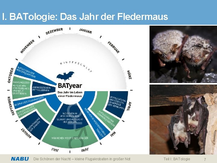 I. BATologie: Das Jahr der Fledermaus Die Schönen der Nacht – kleine Flugakrobaten in