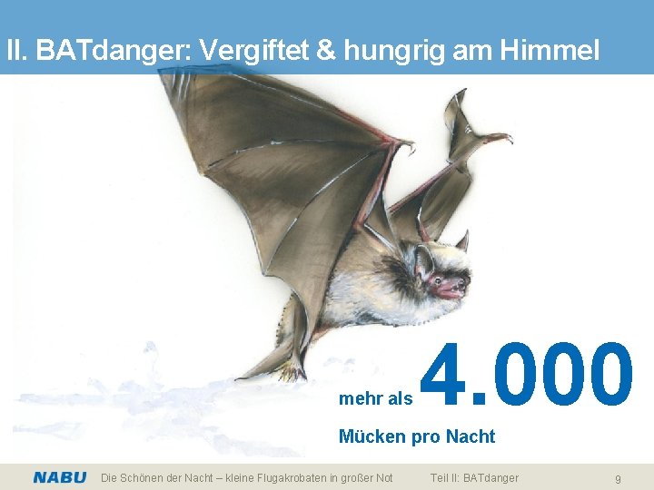 II. BATdanger: Vergiftet & hungrig am Himmel mehr als 4. 000 Mücken pro Nacht