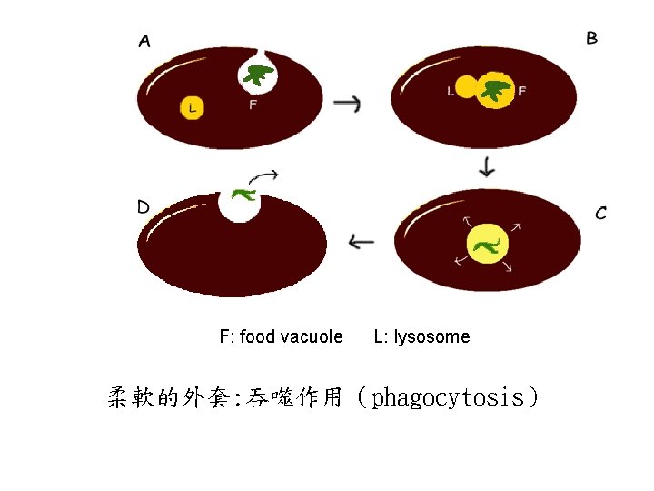 F: food vacuole L: lysosome 柔軟的外套: 吞噬作用（phagocytosis） 