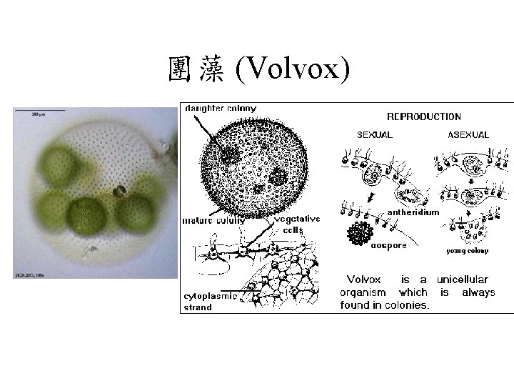 團藻 (Volvox) 