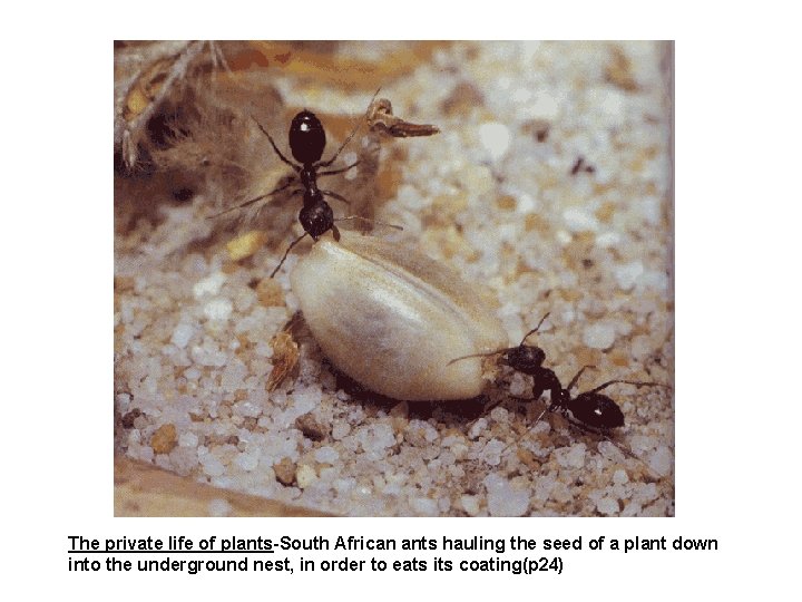 The private life of plants-South African ants hauling the seed of a plant down