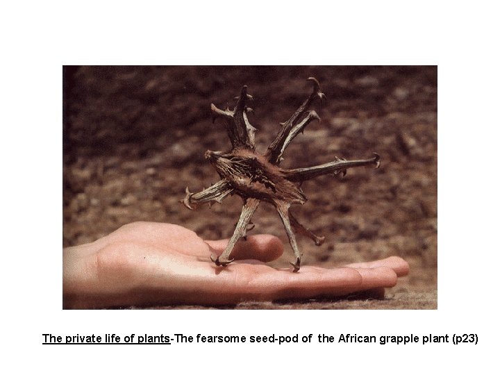 The private life of plants-The fearsome seed-pod of the African grapple plant (p 23)
