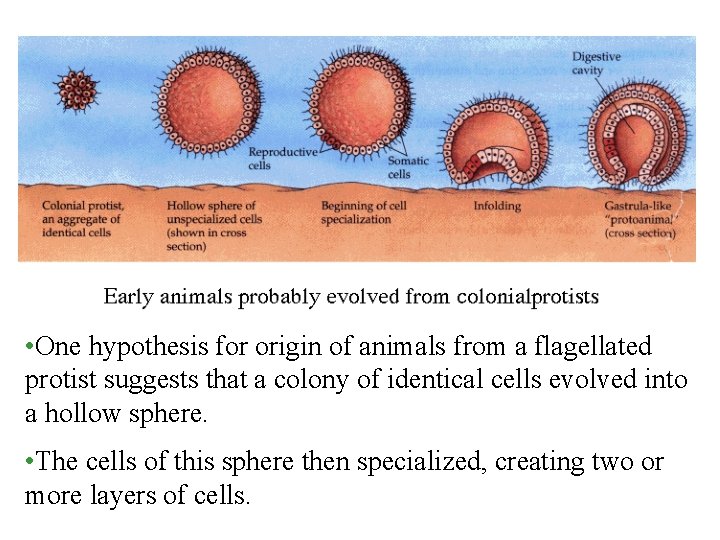 • One hypothesis for origin of animals from a flagellated protist suggests that