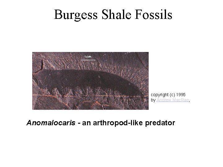 Burgess Shale Fossils copyright (c) 1995 by Andrew Mac. Rae, Anomalocaris - an arthropod-like