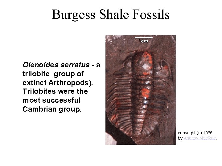 Burgess Shale Fossils Olenoides serratus - a trilobite group of extinct Arthropods). Trilobites were