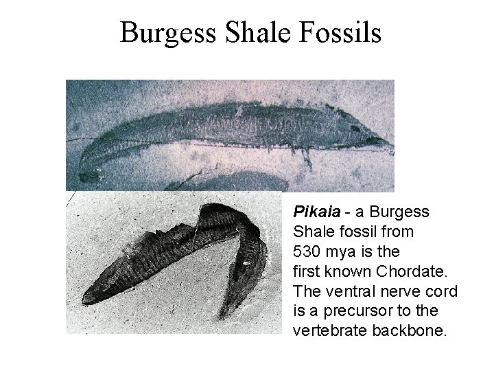 Burgess Shale Fossils = Pikaia - a Burgess Shale fossil from copyright (c) UCMP,