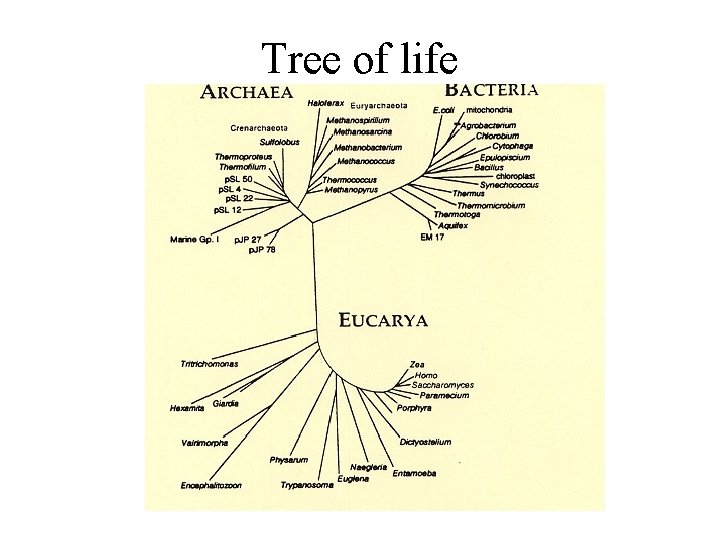 Tree of life (based on r. RNA sequences) 