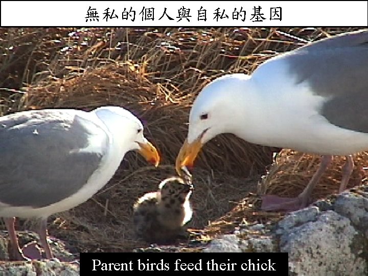 無私的個人與自私的基因 Parent birds feed their chick 