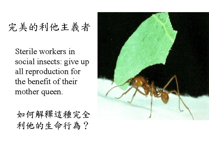 完美的利他主義者 Sterile workers in social insects: give up all reproduction for the benefit of