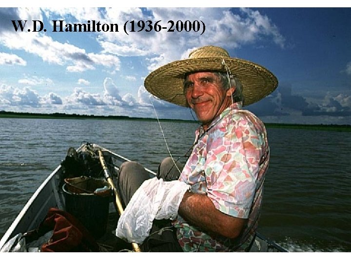 W. D. Hamilton (1936 -2000) 
