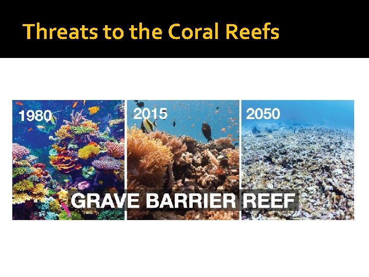 Threats to the Coral Reefs 