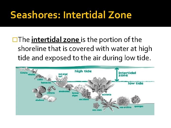 Seashores: Intertidal Zone �The intertidal zone is the portion of the shoreline that is