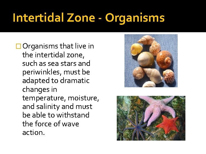 Intertidal Zone - Organisms � Organisms that live in the intertidal zone, such as
