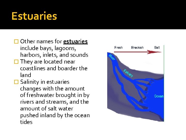 Estuaries � Other names for estuaries include bays, lagoons, harbors, inlets, and sounds �
