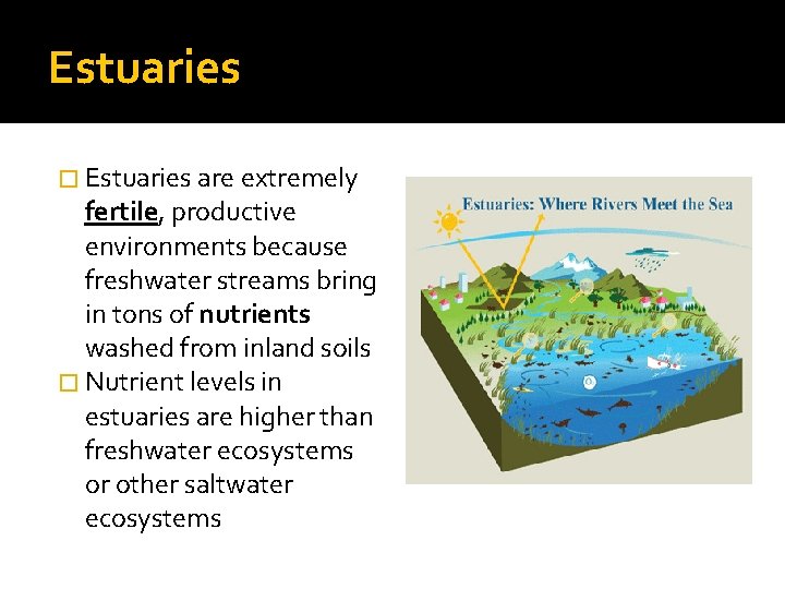 Estuaries � Estuaries are extremely fertile, productive environments because freshwater streams bring in tons