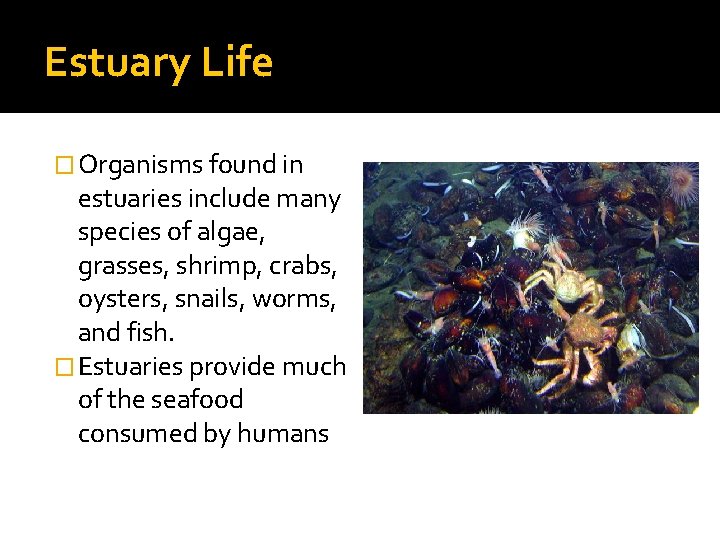Estuary Life � Organisms found in estuaries include many species of algae, grasses, shrimp,