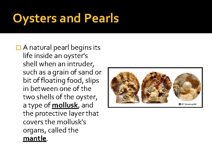 Oysters and Pearls � A natural pearl begins its life inside an oyster's shell