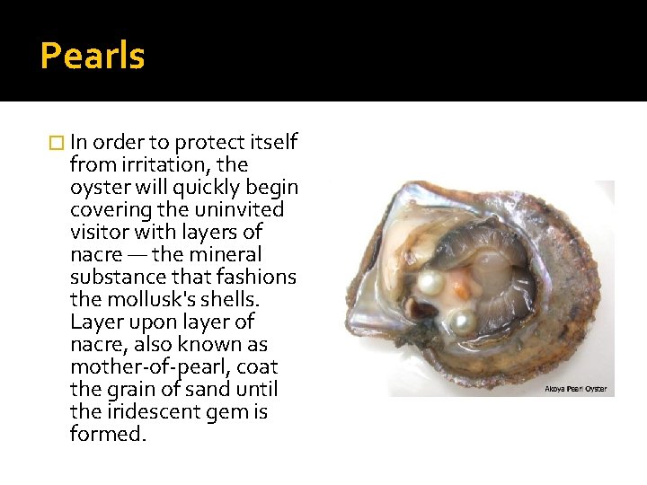 Pearls � In order to protect itself from irritation, the oyster will quickly begin