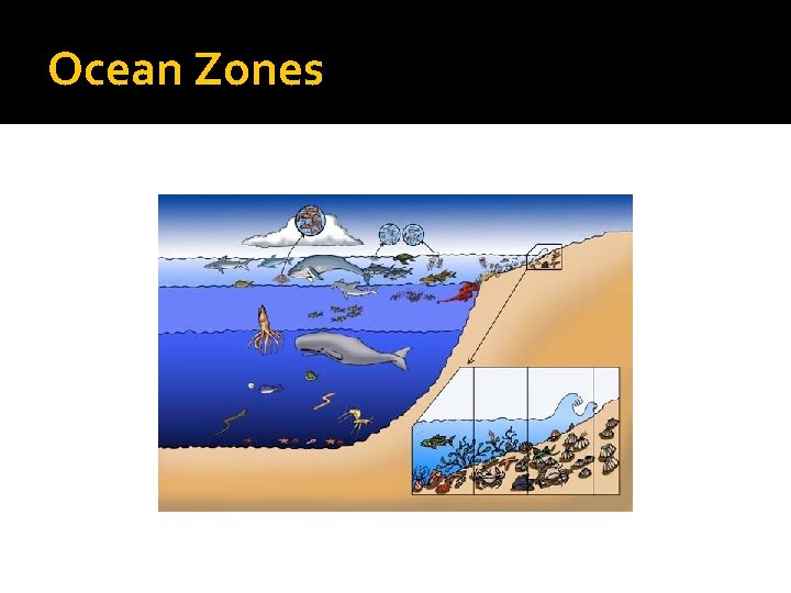 Ocean Zones 