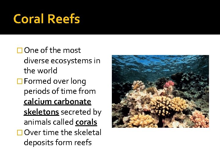 Coral Reefs � One of the most diverse ecosystems in the world � Formed